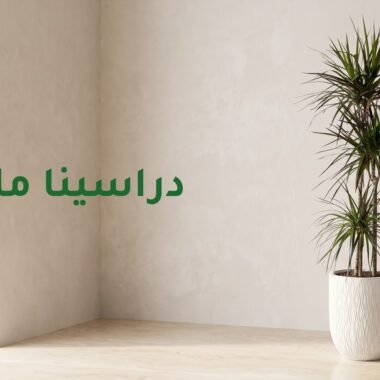 دليل العناية: نبتة الشيفليرا