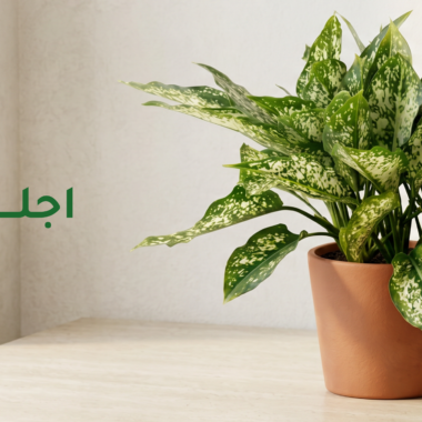 دليل العناية : نبات البونساي