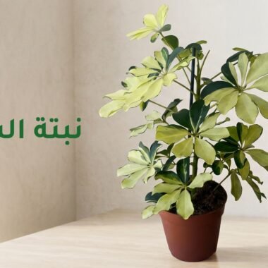دليل العناية : نبات البوتس