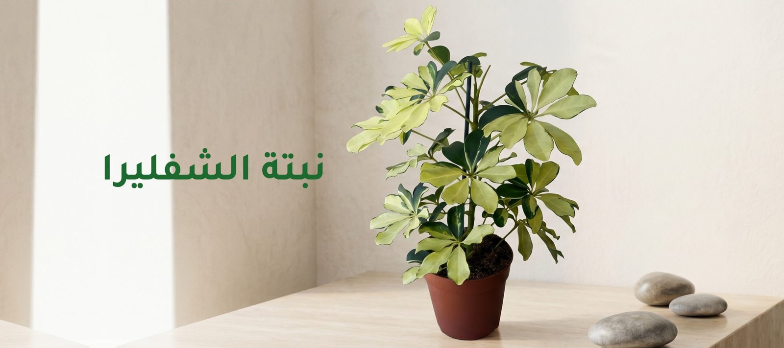 نبتة شفليرا