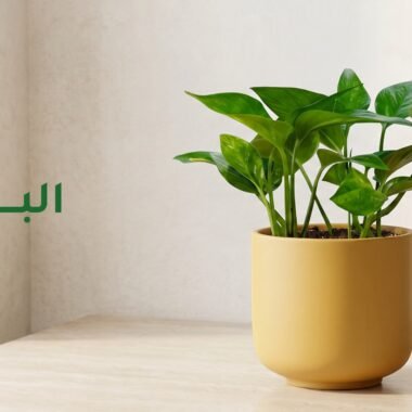 دليل العناية: دراسينا مارجيناتا