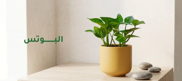 نبات البوتس