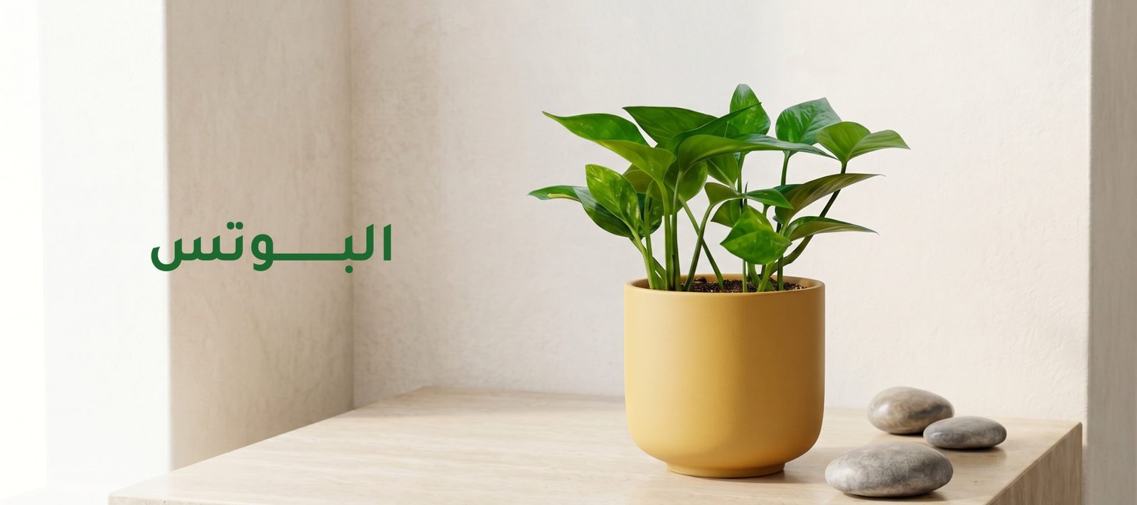 نبات البوتس