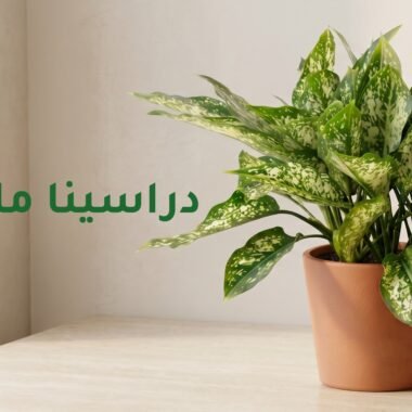 دليل العناية : نبات البوتس