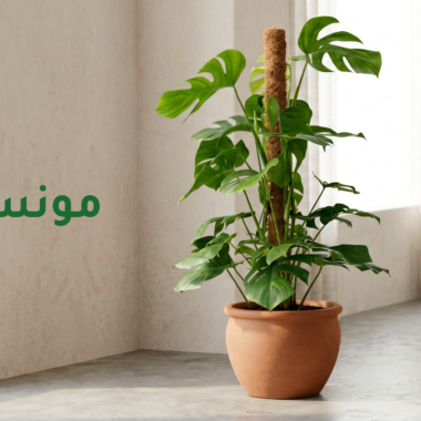 سقي النباتات اثناء السفر وكيف تحافظ على النباتات حية