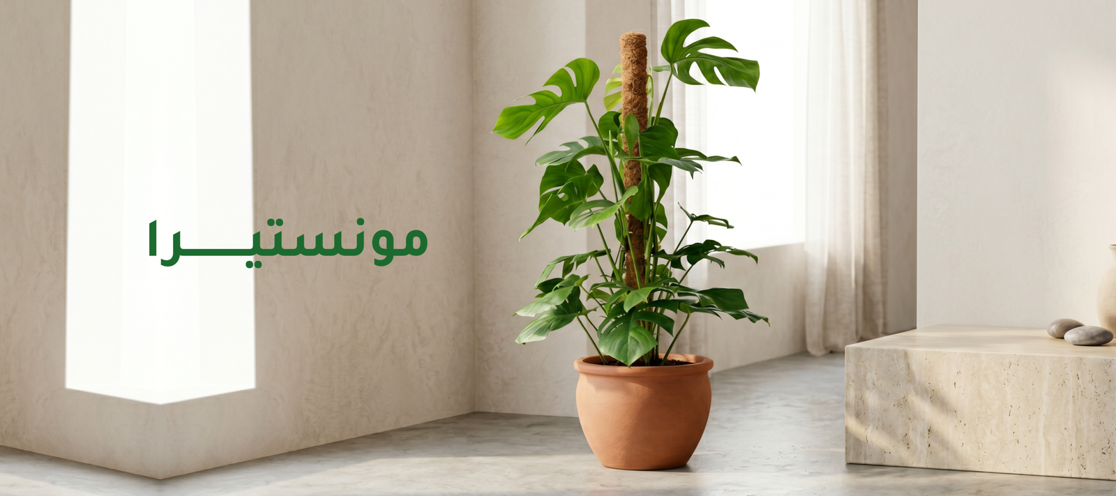 نبتة مونستيرا