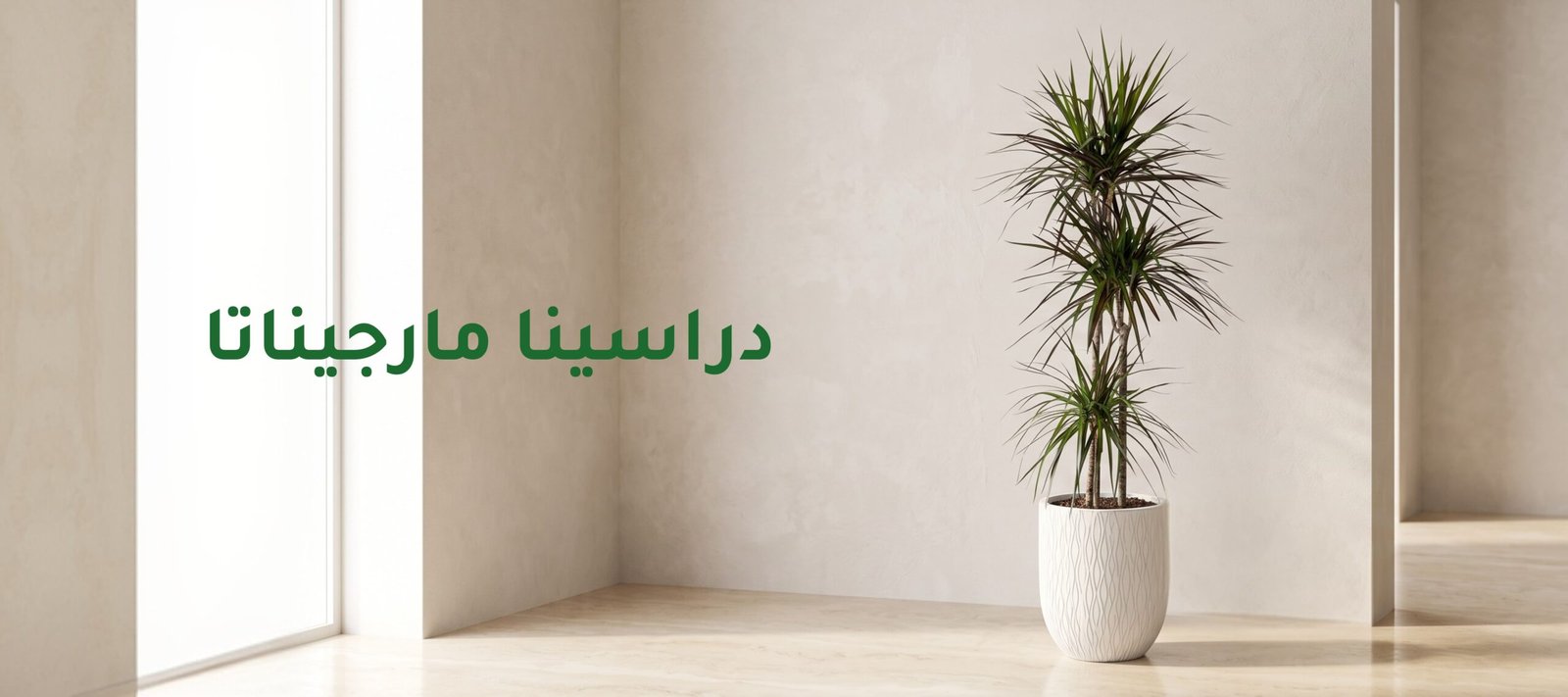 دليل العناية: دراسينا مارجيناتا