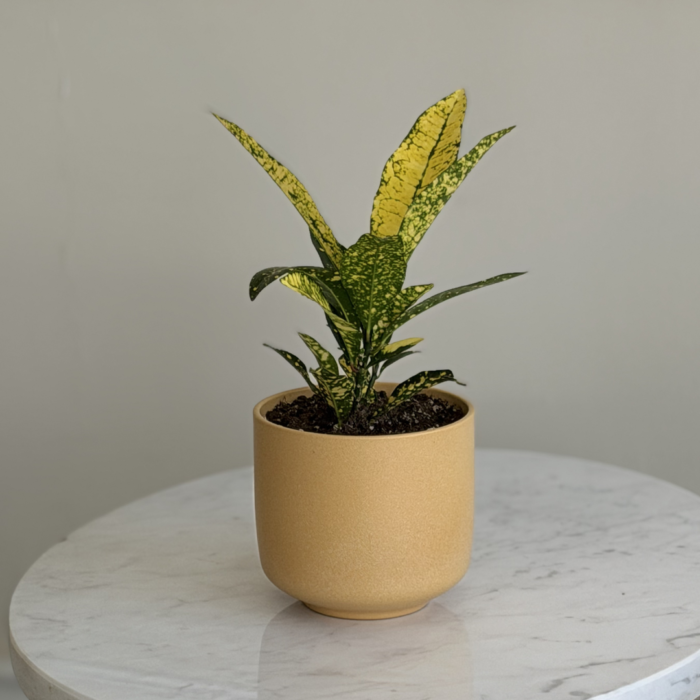 نبتة كروتون مبرقشة في أصيص سيراميك أصفر