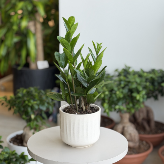 نبتة زاميا في أصيص سيراميك بيج لامع