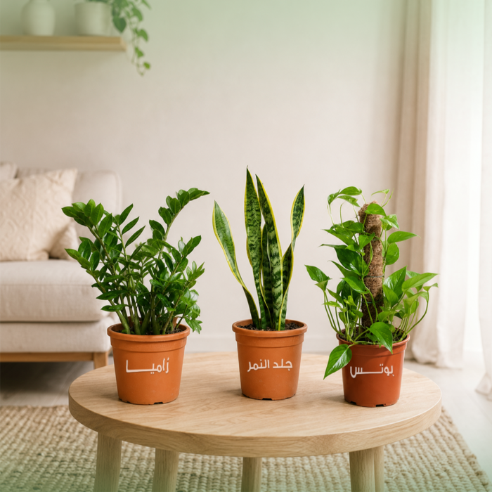 باقة الأكثر طلبًا 🌿