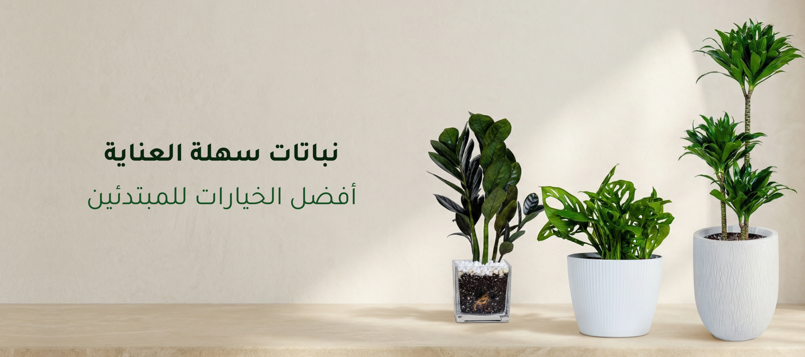 نباتات سهلة العناية
