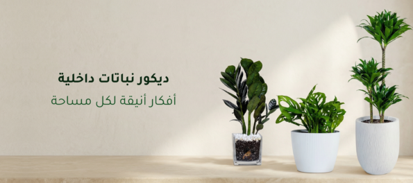 ديكور نباتات داخلية
