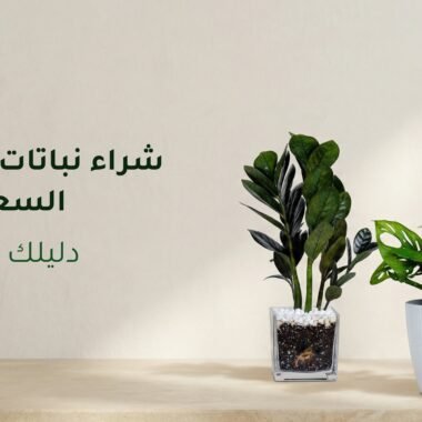ديكور نباتات داخلية: أفكار أنيقة لكل مساحة