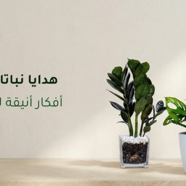 النباتات وتأثيرها على طاقة المكان بين المعتقدات والعلم
