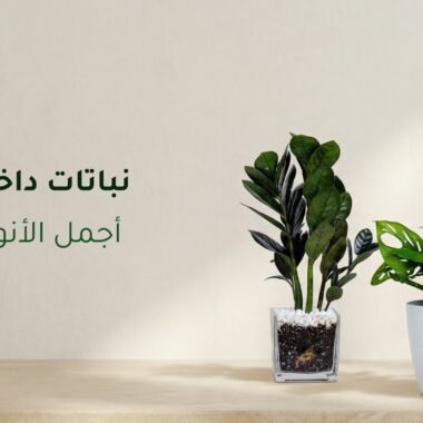النباتات وتأثيرها على طاقة المكان بين المعتقدات والعلم