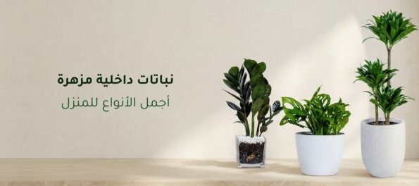 نباتات داخلية مزهرة