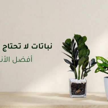 النباتات وتأثيرها على طاقة المكان بين المعتقدات والعلم