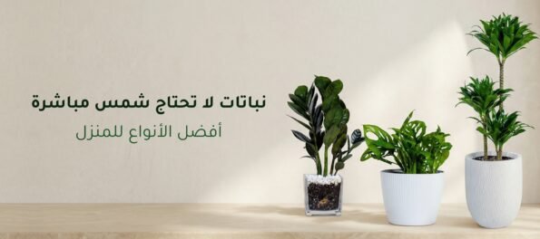 نباتات لا تحتاج شمس