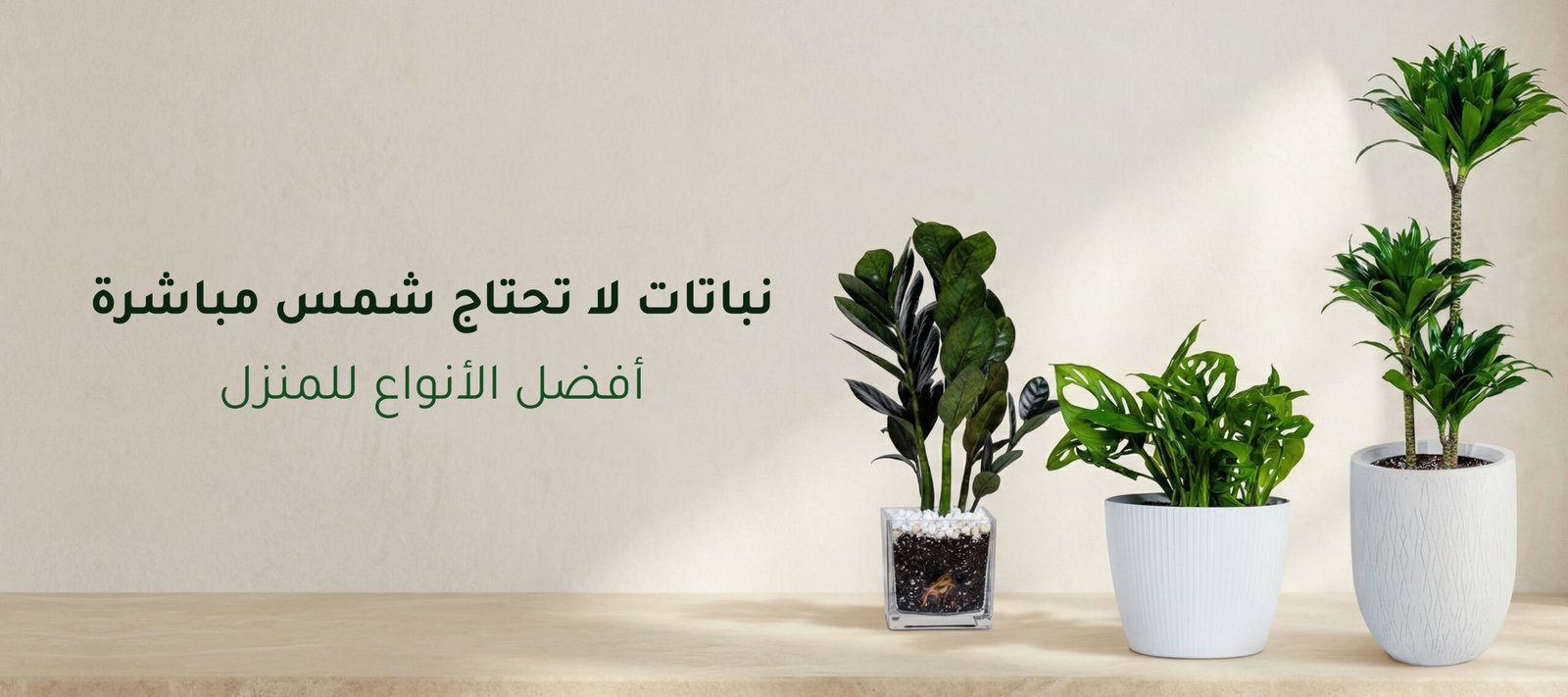 نباتات لا تحتاج شمس