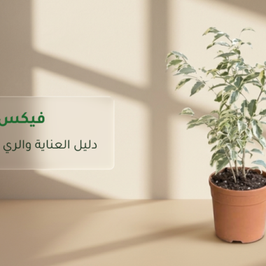 افضل النباتات الداخلية للمنزل تعيش بدون عناية (مناسبة للمبتدئين)