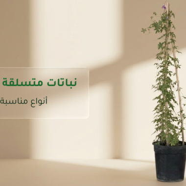 نباتات للمكاتب: أفضل الأنواع لبيئة عمل أجمل