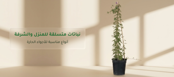 نباتات متسلقة