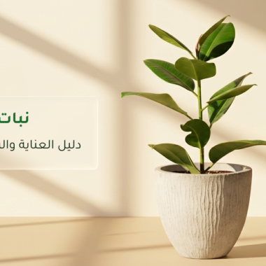 نباتات للمكاتب: أفضل الأنواع لبيئة عمل أجمل
