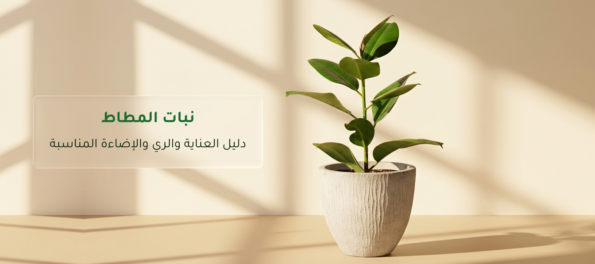 نبات المطاط