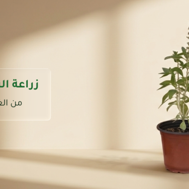 ديكور نباتات داخلية: أفكار أنيقة لكل مساحة