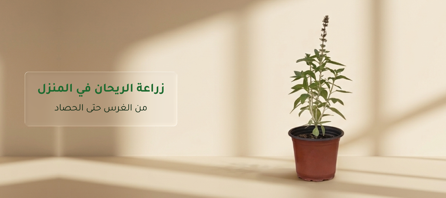 زراعة الريحان