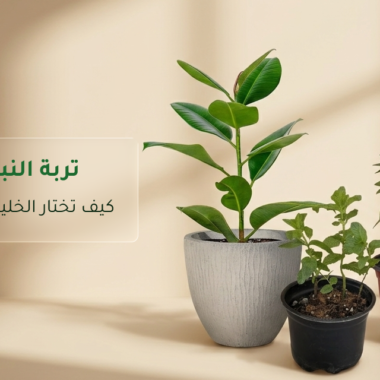 ديكور نباتات داخلية: أفكار أنيقة لكل مساحة