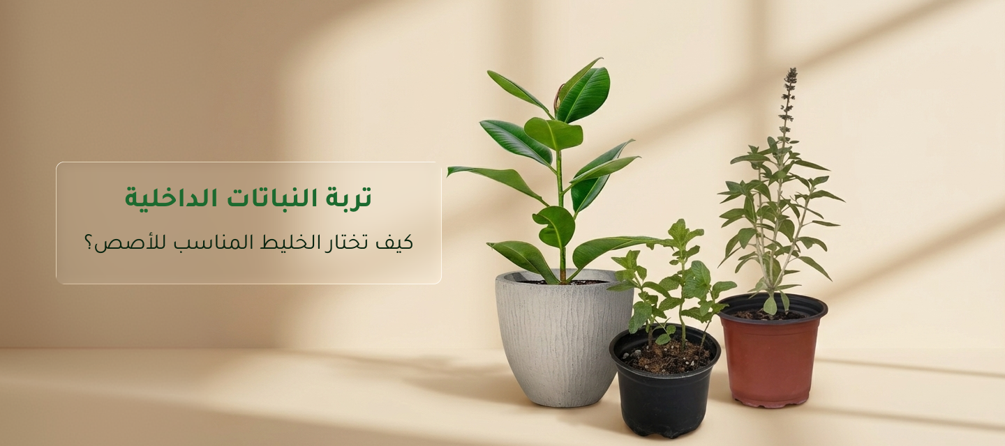 تربة النباتات الداخلية