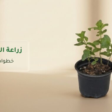 ديكور نباتات داخلية: أفكار أنيقة لكل مساحة